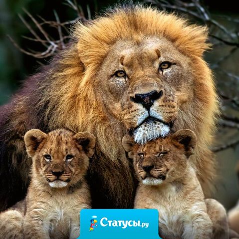 Я Лев по гороскопу, хочу выйти замуж за мужчину под знаком Льва,  родить сына по гороскопу тоже Льва, и назвать его Лев  - у меня будет свой маленький прайд.