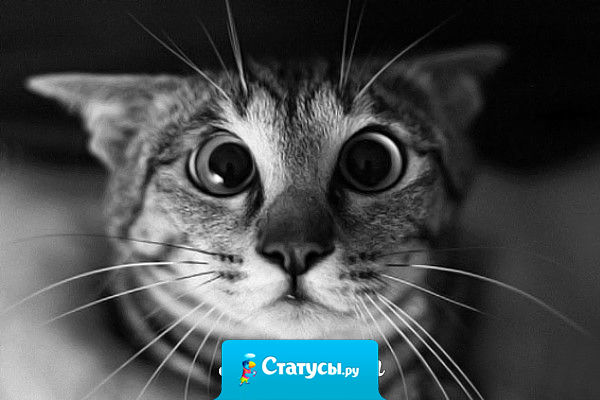 Вот говорят, хорошо иметь собаку или кошку - все непонятные шумы в квартире можно списать на них. Как же было жутко, когда, услышав непонятный шорох в соседней комнате, мы с котом переглянулись!