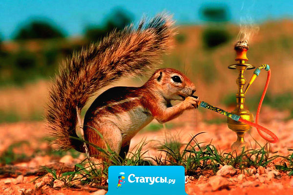 Удивительно, ведь принципиально-то одна конструкция, но у арабов получился кальян, а у нас - самогонный аппарат!