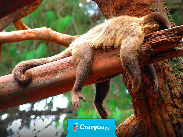 Сижу на очень эффективной диете. Называется 