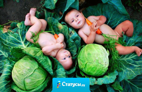 Найти ребёнка в капусте совсем не сложно, а вот найти капусту на его воспитание - вот это задача!