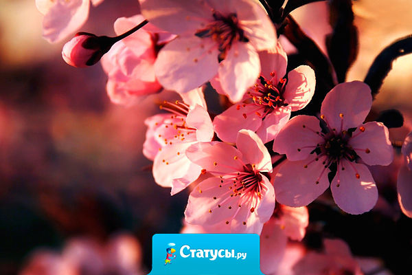 Пришла весна, Запели птички И «башню» сносит По привычке. Её несет куда-то ввысь. Ну, задница теперь держись.