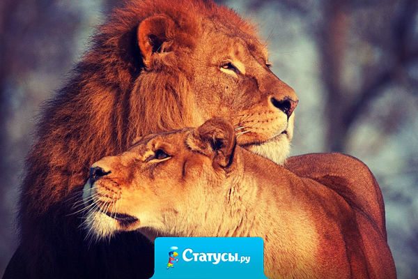 Мартовских котов прошу не беспокоить, у меня свой лев!