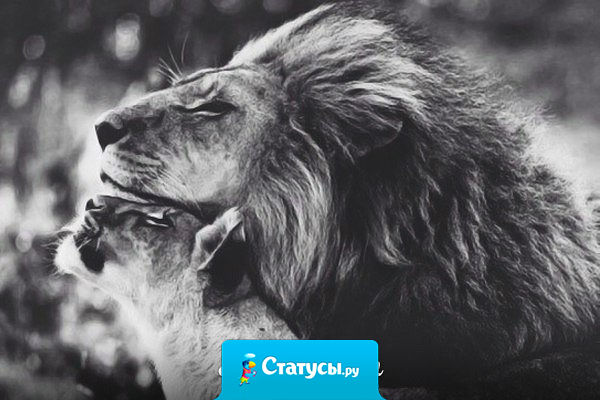 В мужчине важна мудрость, а не богатство. В женщине важна верность, а не красота. В друге важна доброта, а не пустые слова. В любимом важно терпение, а не требования. В теле важно здоровье, а не стройность. В словах важна глубина смысла, а не то, как и кто их произносит.