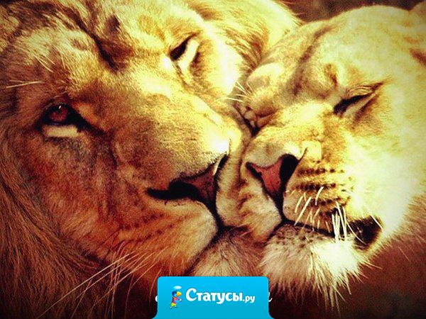 Цени того, кто без тебя не может. И не гонись за тем, кто счастлив без тебя.