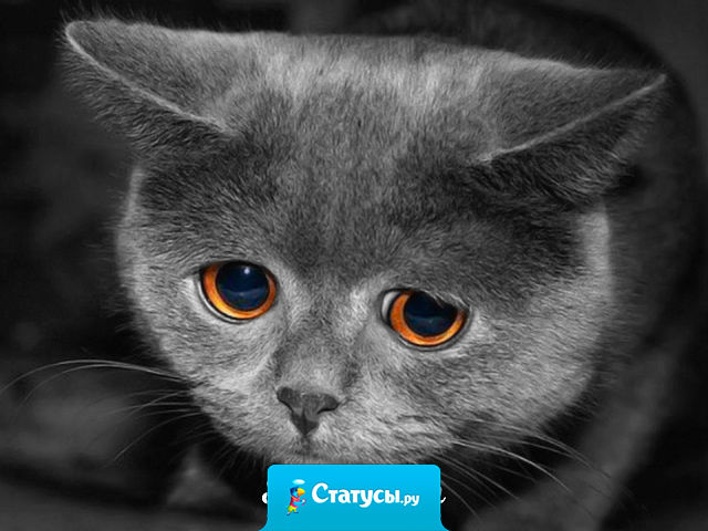 До Нового года осталось 520 рублей