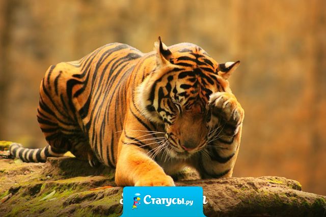 Спокойствие - это величайшее проявление силы.