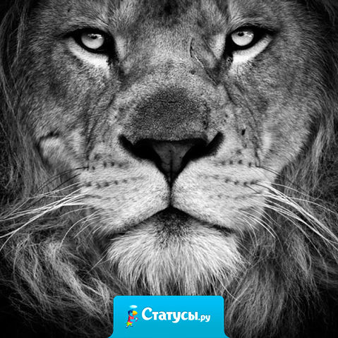 Удары в спину чаще всего наносят те, кого защищаешь грудью.