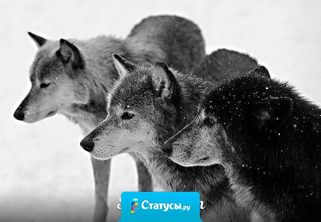 Цените тех, кто ни при каких обстоятельствах не будут искать Вам замену.