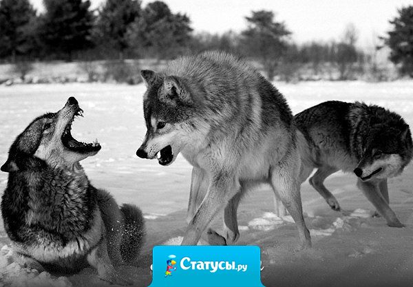 Настоящий друг с тобой, когда ты не прав. Когда ты прав, всякий будет с тобой.