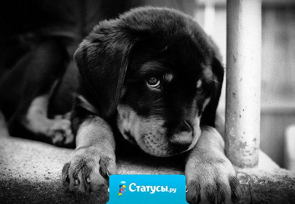 Собака - одно из немногих существ на этой планете, которое любит вас больше, чем себя.