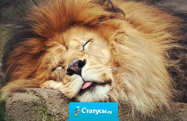 И пусть только мне 1 января кто нибудь позвонит в 16 часов утра! Обещаю, 2 января в 7 утра я у вас в гостях.