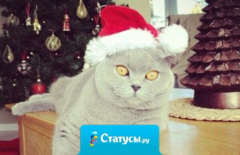 На календаре конец декабря за окном +3С,  с такими темпами мы Новый Год будем встречать на природе с шашлыками