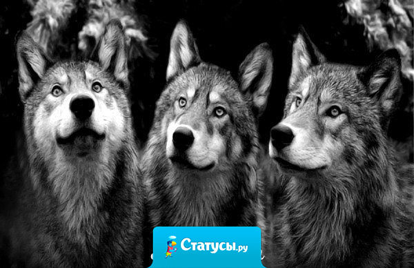 Лучше найти верных друзей с пустыми карманами, чем фальшивых с деньгами.