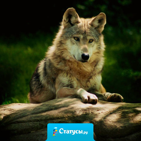 Как часто приходится слышать 