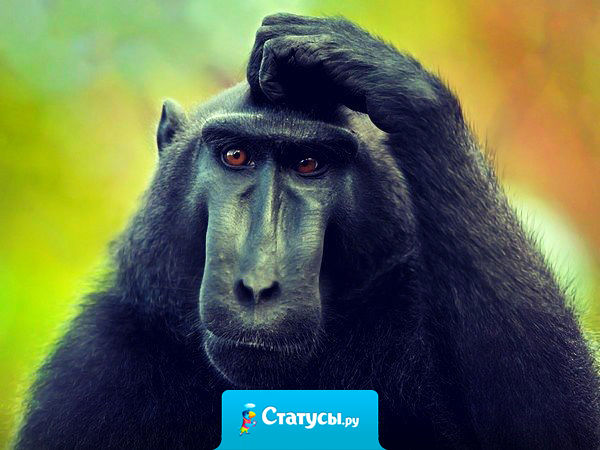 Странное существо — человек. Бьет, потому что любит. Воюет за мир. Работает, чтобы отдыхать. Убивает, чтобы жить. Пьет отраву за здоровье..