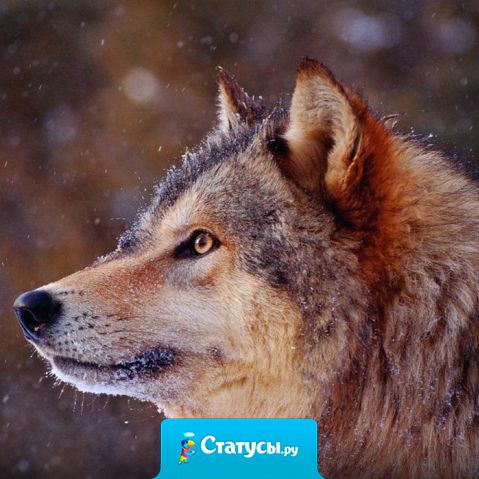 Клюют любого, кто на серость не похож, вонзить стараясь в спину глубже нож,. Дыша от зависти агрессией и злобой, пуская в ход предательство и ложь.