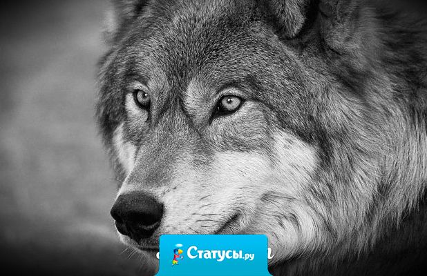 Много правды говорится в шутку.