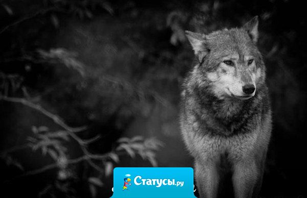 Ты даришь свою доброту, а об неё вытирают ноги. Ты даришь доверие, а его используют против тебя. Ты даришь свою сердце, а его разбивают. Ты даришь душу, а её терзают. А потом они удивляются, откуда берётся жестокость.