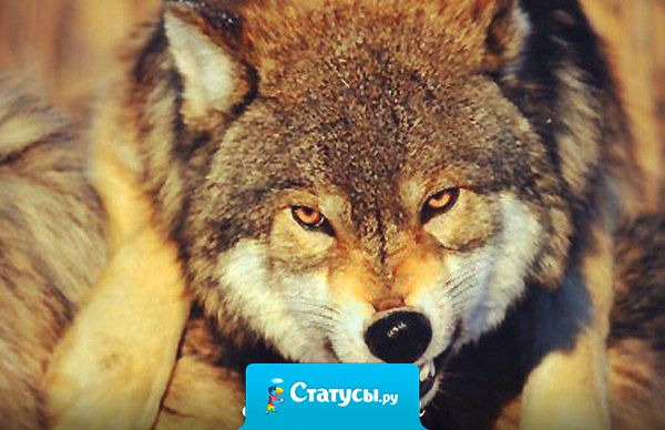 Где есть злость – под ней всегда скрывается боль.