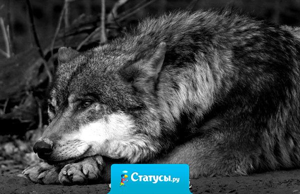 Сильные люди не унижают других людей. Они поднимают их