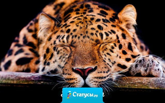 Ложишься спать — тысяча планов на завтра, один другого грандиознее!  Просыпаешься — желание одно, и то тупое — поспать!