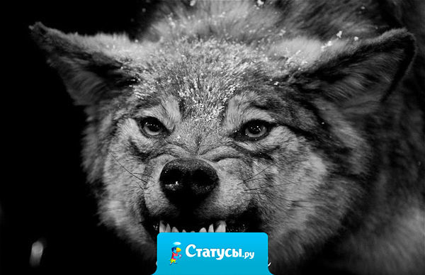 Как жаль, что память не убить. Она одна нам жизнь калечит. Как больно помнить всё и жить. С нелепой фразой ''Время лечит 