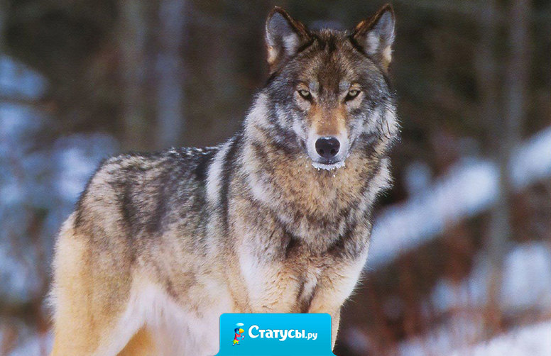 Кто не любит одиночества – тот не любит свободы,  ибо лишь в одиночестве можно быть свободным.