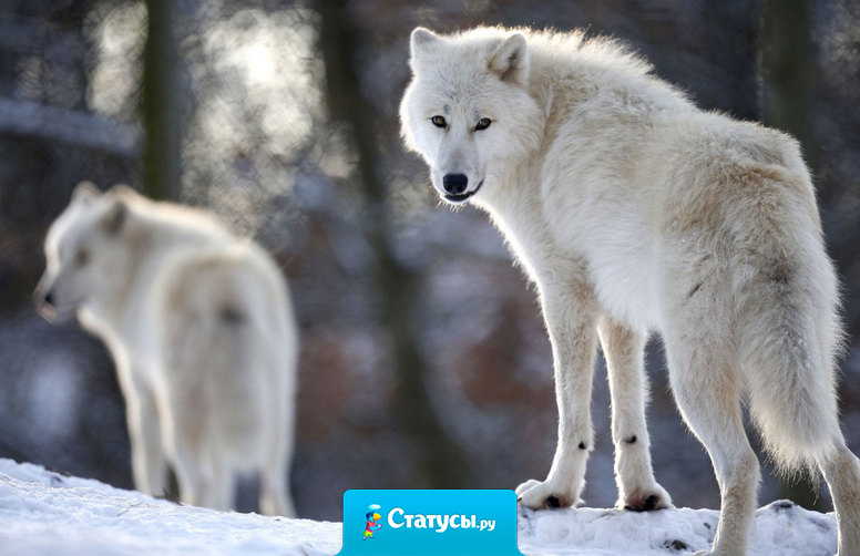 Меня трудно вывести из себя.  Но загнать обратно еще сложней