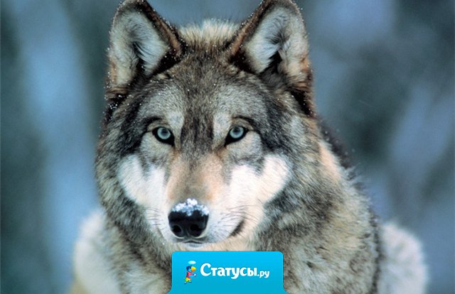 Те, кто норовит нанести удар в спину, помните,  что у сильного и спина с глазами  и правило бумеранга никто не отменял.