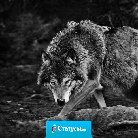 Никогда не оправдывайтесь перед людьми, которые вас не уважают.