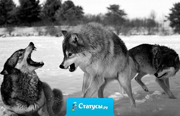 Настоящий друг с тобой, когда ты не прав.  Когда ты прав, всякий будет с тобой.