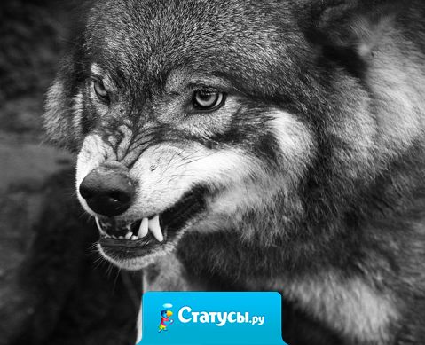 Моя доброта имеет границы,  особенно если ваша наглость стремится к бесконечности.