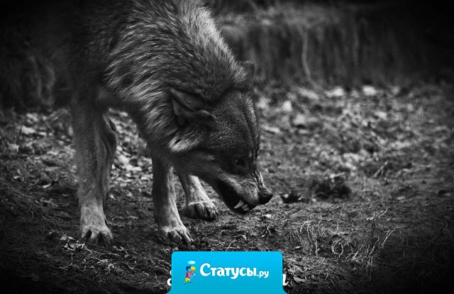 Не привыкай. Не жалей. Не подстраивайся. Не жди добра. Не осуждай зло. Не доверяй.