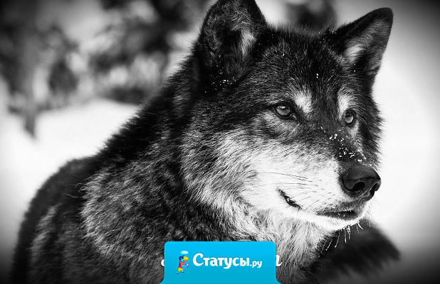 Прощать более мужественно, чем наказывать.  Слабый не может прощать. Прощение есть свойство сильного.