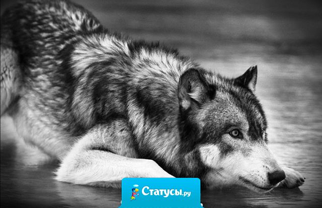 Высмеять может любой, а понять - далеко не каждый.