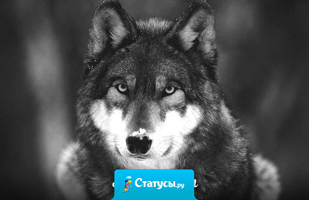 Мир настолько стал фальшив, что почти все благодарят за ложь и обижаются на правду.