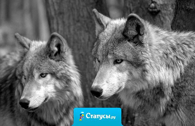 Волк всегда отличался от пса. Волк не прячется за спинами, не нападает на слабых, не предает, не гоняется за стадом. Он просто верен. Верен Братьям, верен Единственной и всегда помнит о Родных. Теперь сделайте вывод, сколько вокруг вас волков?
