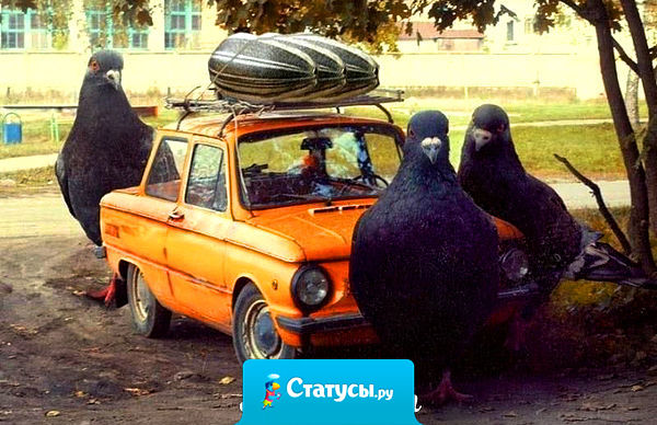 Правопорядок — это такая система отношений, при которой те, кто ворует больше, следят за теми, кто ворует меньше, чтобы они не своровали больше.