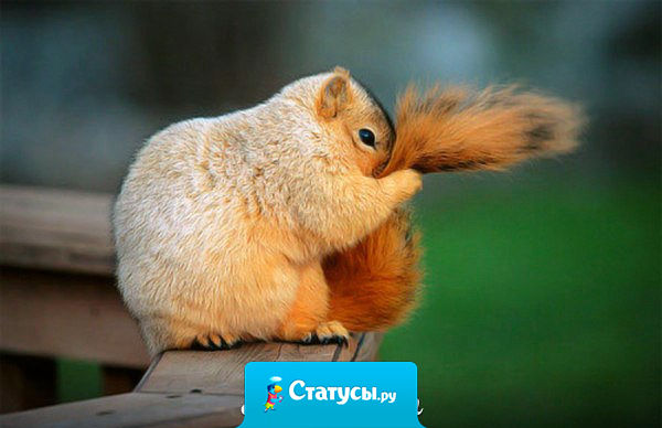 Только русскому понятны такие фразы: «Держи хвост пистолетом», «Руки в ноги и вперёд», «Отбросить копыта», «Зарубить на носу», и самая интересная надпись в автобусе: «Все зайцы — козлы»