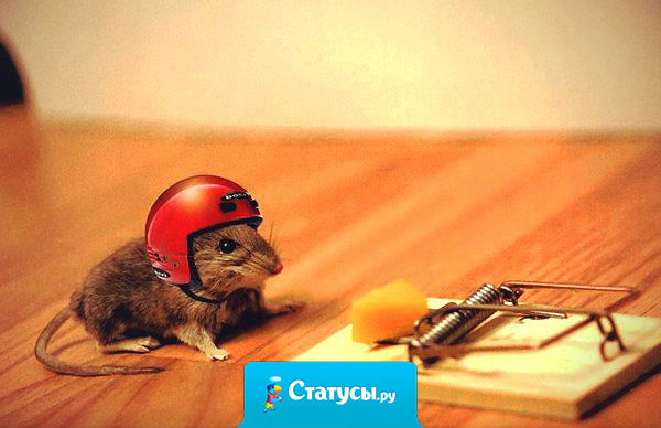 Мышь лениво залезает в мышеловку,  привычным движением оттягивает пружину и обнаруживает вместо итальянского сыра — российский. 