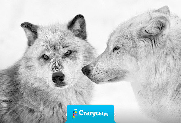 Никому не обязан, ни к чему не привязан, никому не подобен, потому и свободен!