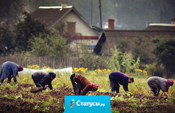 В мире есть всего лишь одна сила,  которая способна поставить Россию раком - это картошка