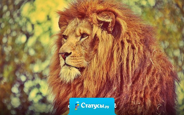 Мужчина должен быть спокойным Львом, а не шумной дворнягой.