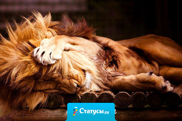 Ленивые все делают быстро. Чтобы поскорее избавиться от работы. И делают качественно. Чтобы потом не переделывать.