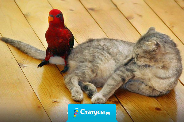 Вот бы с людьми так, как с попугаями. Накрыл человека полотенчиком, он и заткнулся.