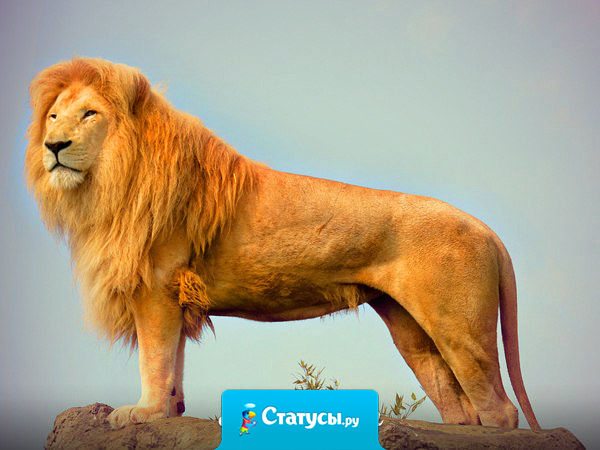 Вроде деградируешь, деградируешь, а всё равно все вокруг тупее.