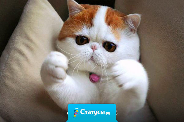 Самая лучшая в мире фраза: 