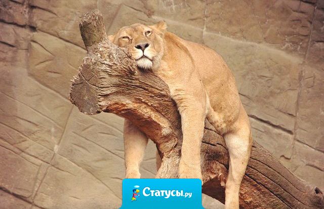 Драбадан - русский народный праздник.  Празднуется 3 дня (пятница, суббота, воскресенье). Покровителями этого праздника издревле считаются - Святой Цитрамон, Марфа-рассольница и Иван-рукотряс!