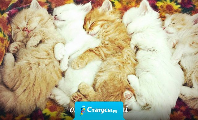 Самое главное и ценное в жизни - это семья! Сначала, в которой ты рождаешься, а затем, которую создаешь!